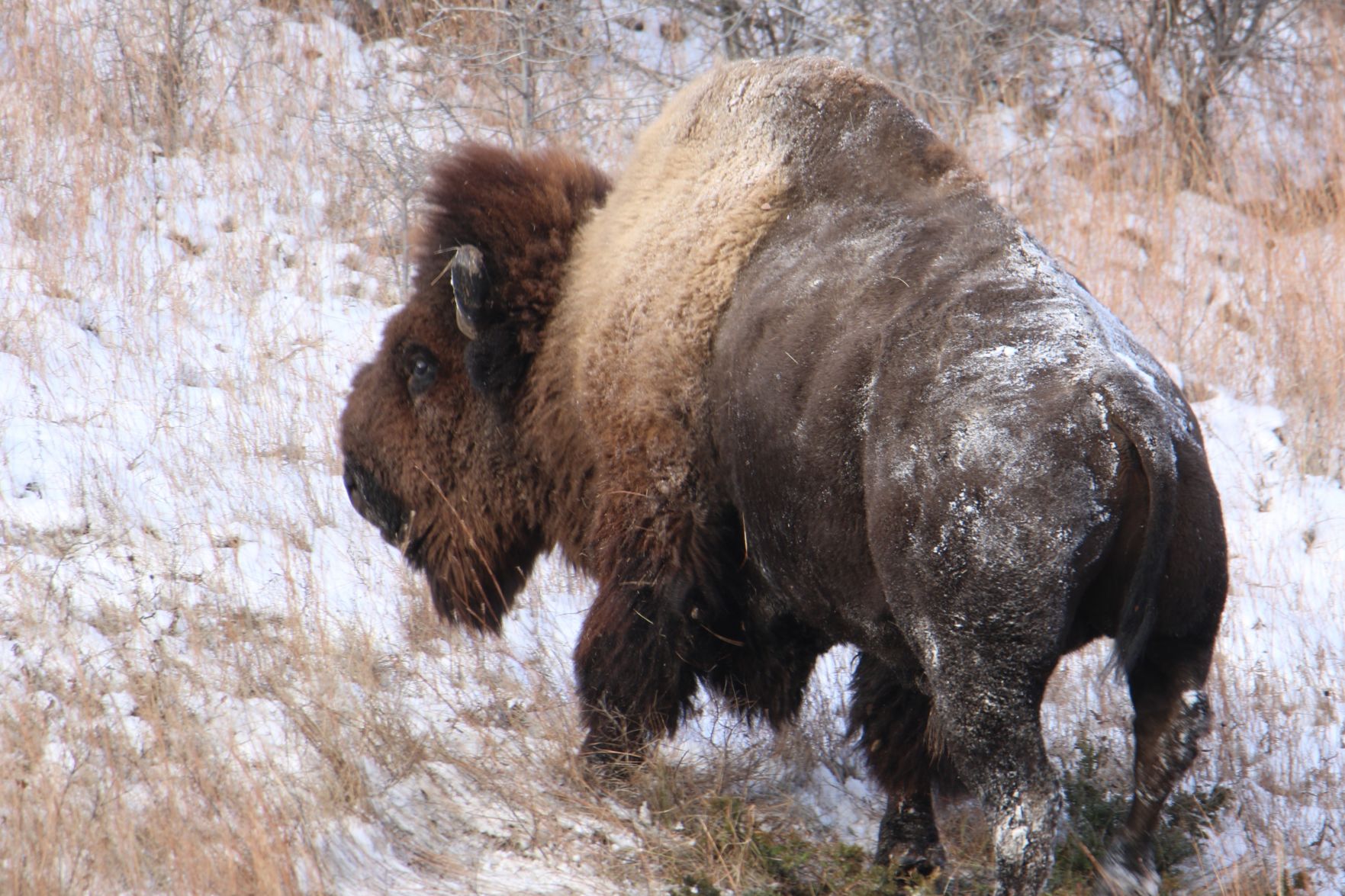 Bison Bull
